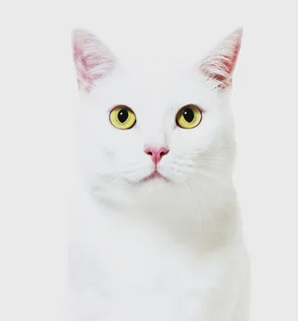 专家头像